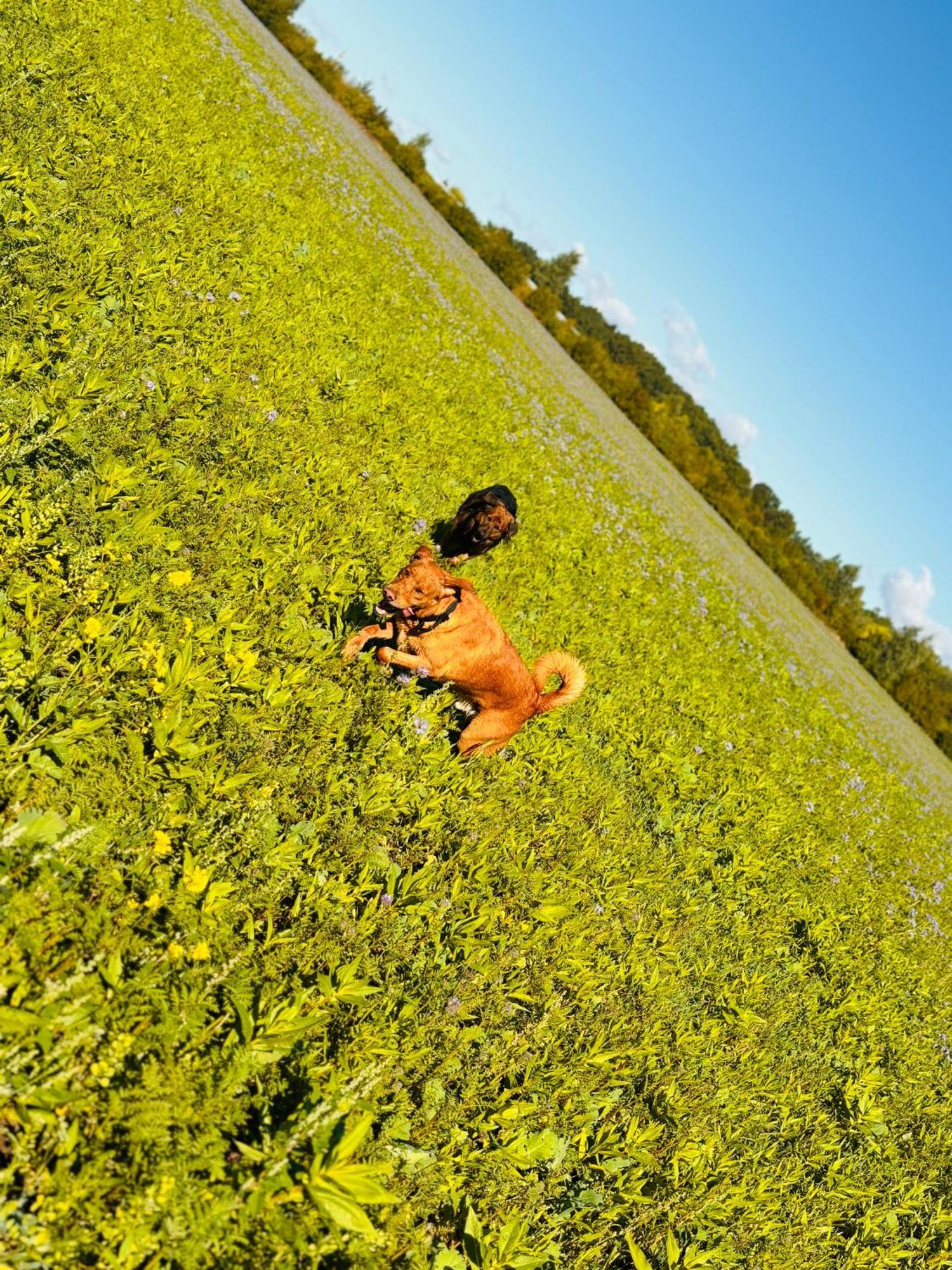 Ferienhaus Im Gruenen Pritzwalk Buitenkant foto